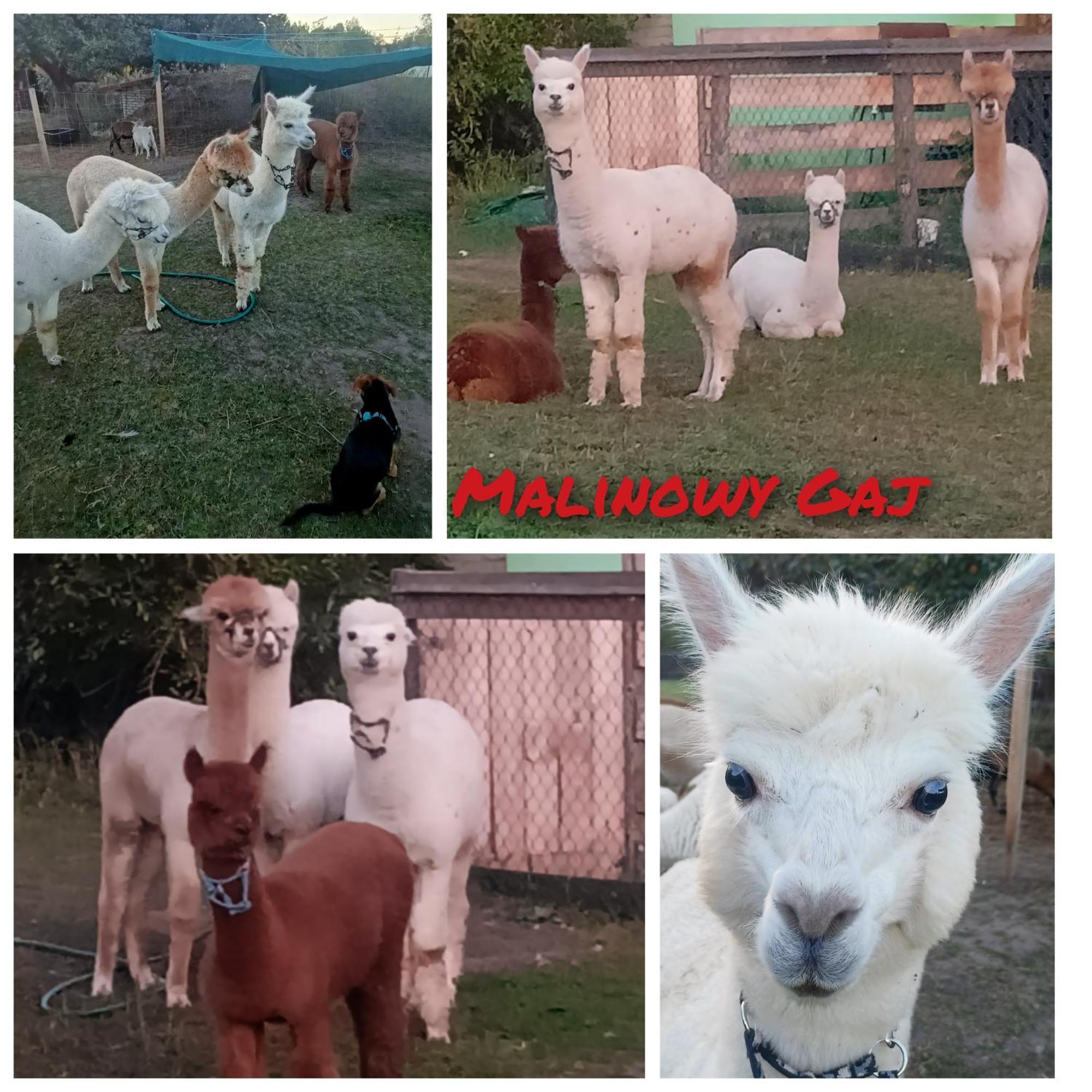 Swietajno  Malinowy Gaj - Agroturystyka Z Alpakami I Innymi Zwierzetami מראה חיצוני תמונה