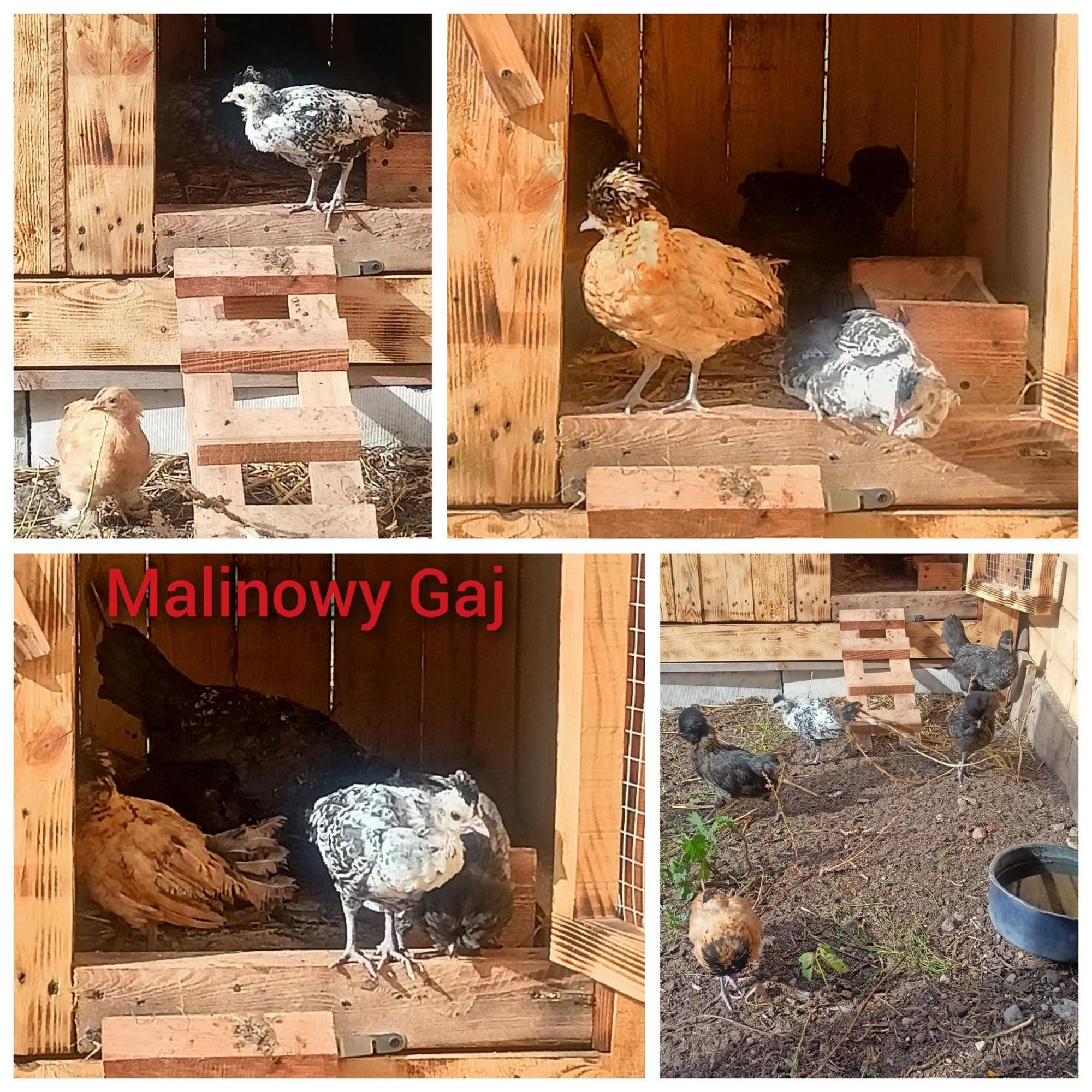 Swietajno  Malinowy Gaj - Agroturystyka Z Alpakami I Innymi Zwierzetami מראה חיצוני תמונה