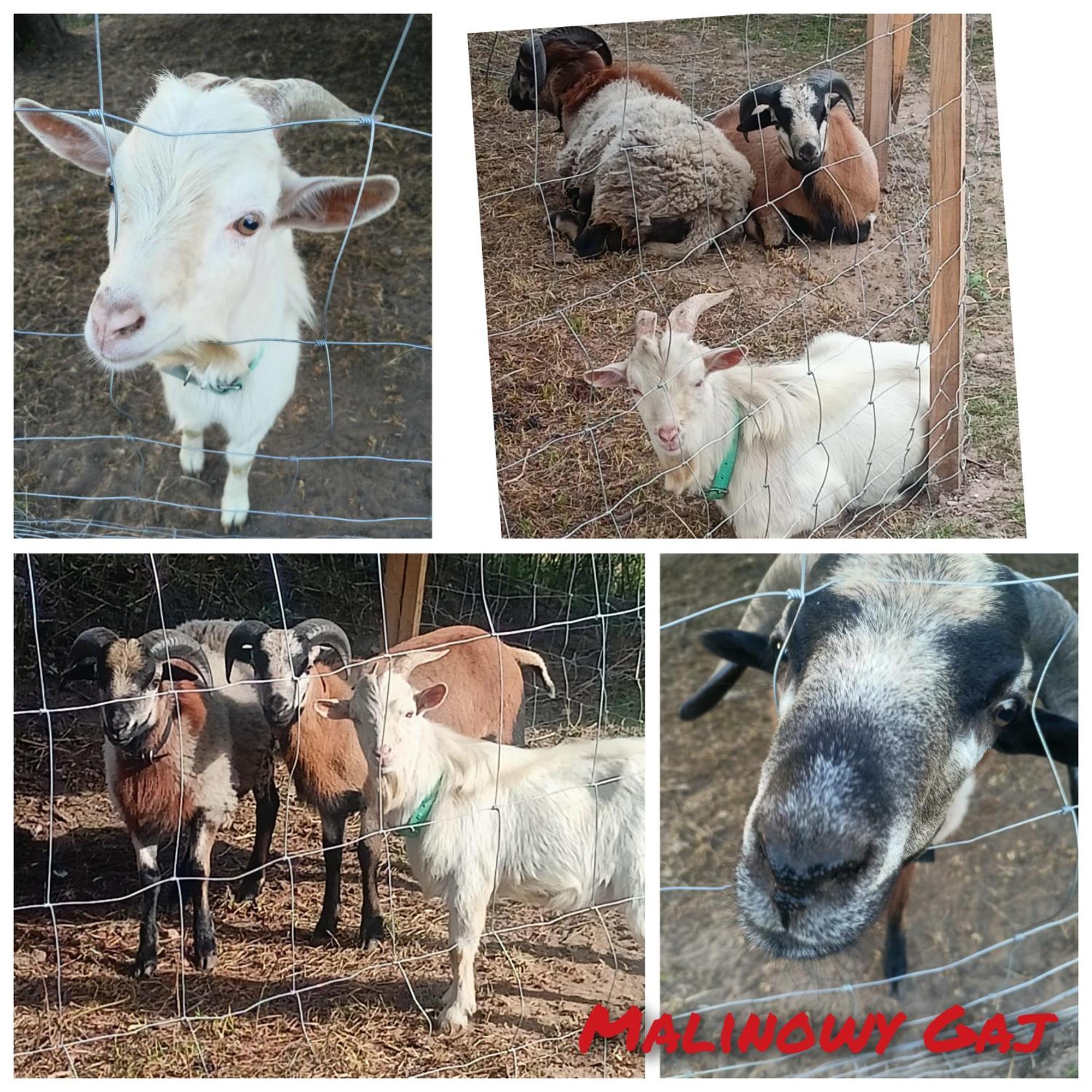 Swietajno  Malinowy Gaj - Agroturystyka Z Alpakami I Innymi Zwierzetami מראה חיצוני תמונה